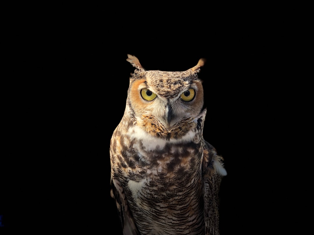 Hoothoot: The Mysterious Nocturnal Owl